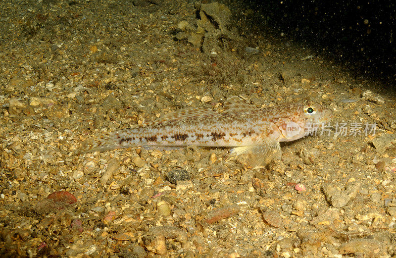 在Cerbère Banyuls-sur-Mer海洋自然保护区的沙底上休息的细长虾虎鱼